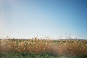 Armenian Field