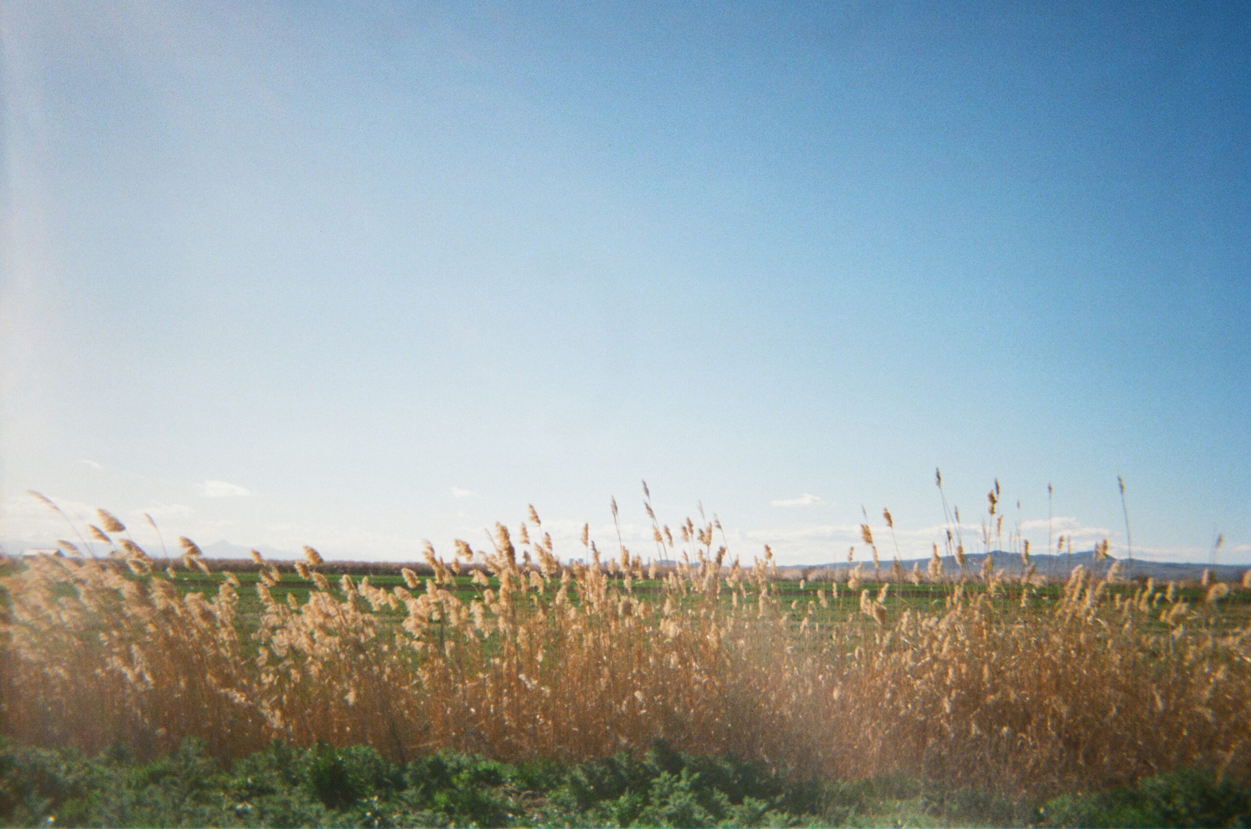 Armenian Field