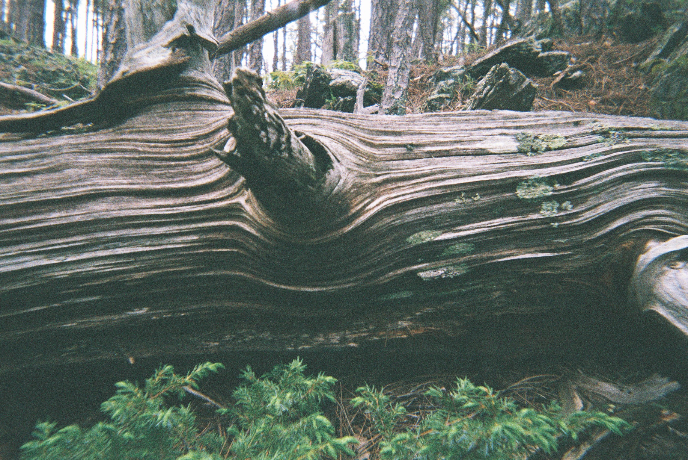 fallen tree