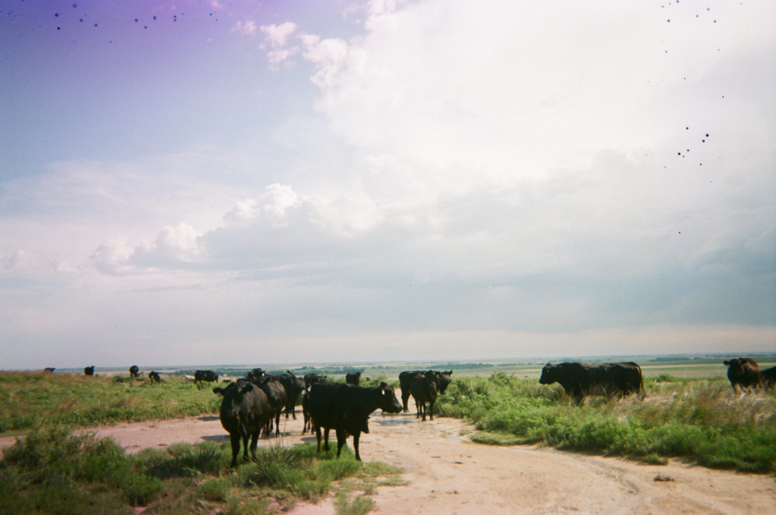 kansas cows