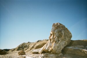 petrified wood