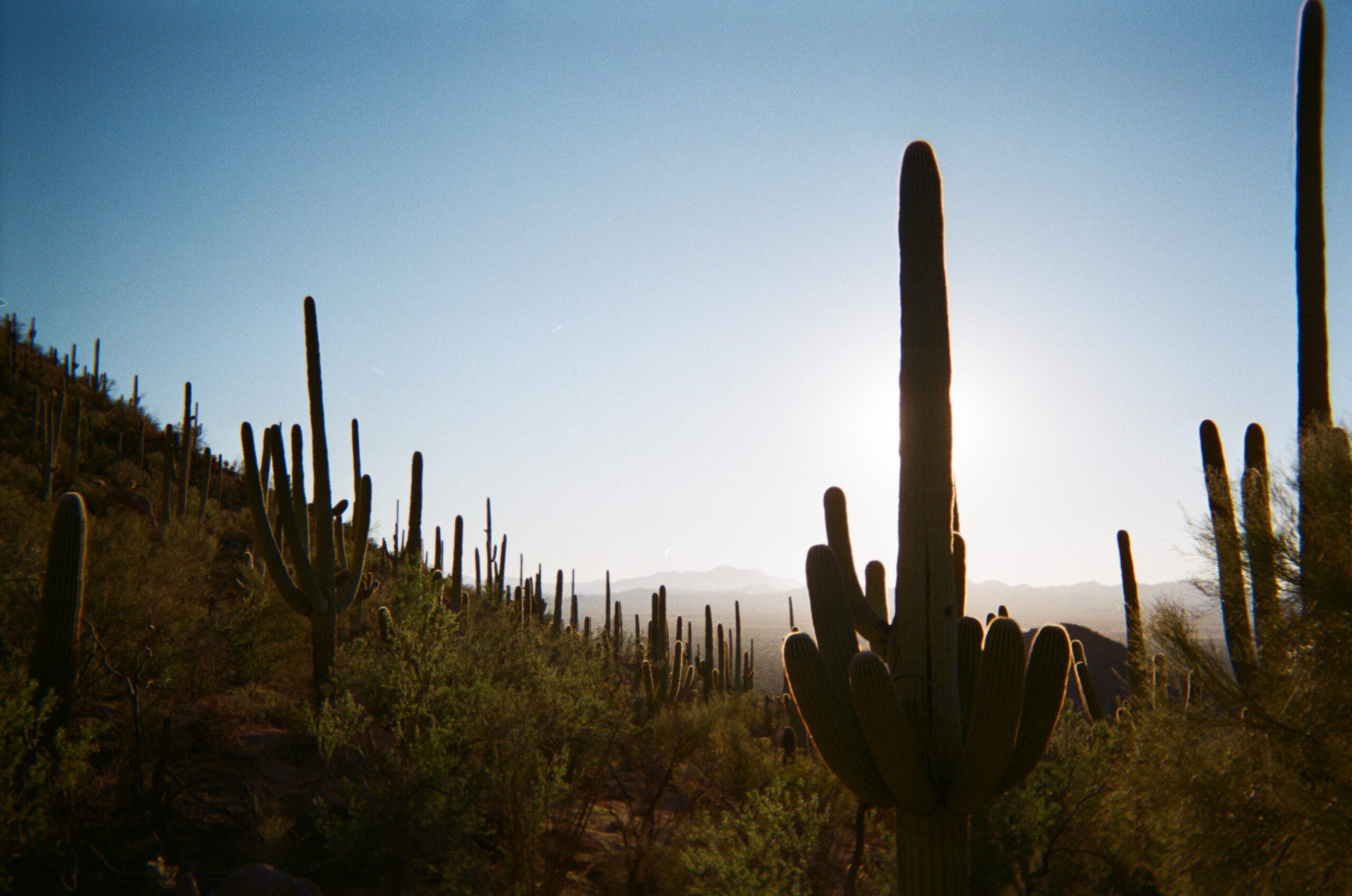 saguaro sunset