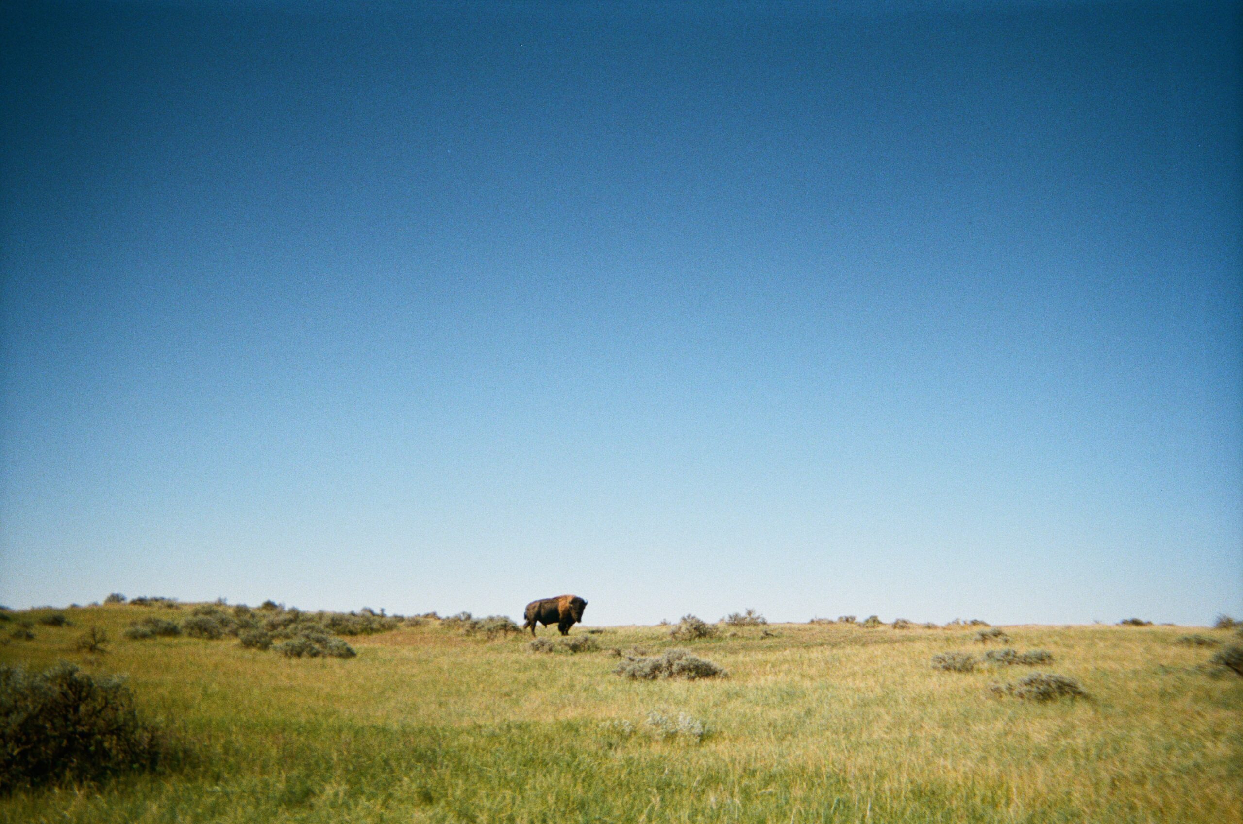 single bison